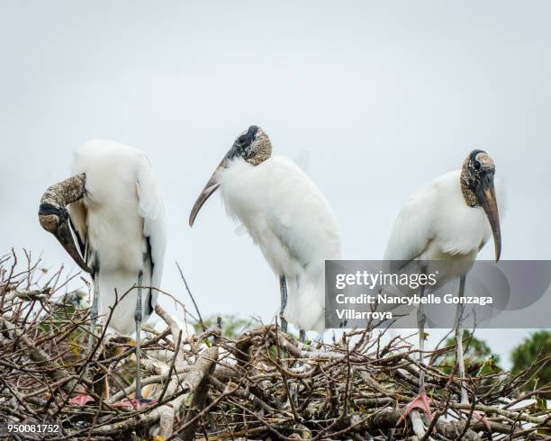 wood stork - nancybelle villarroya - fotografias e filmes do acervo
