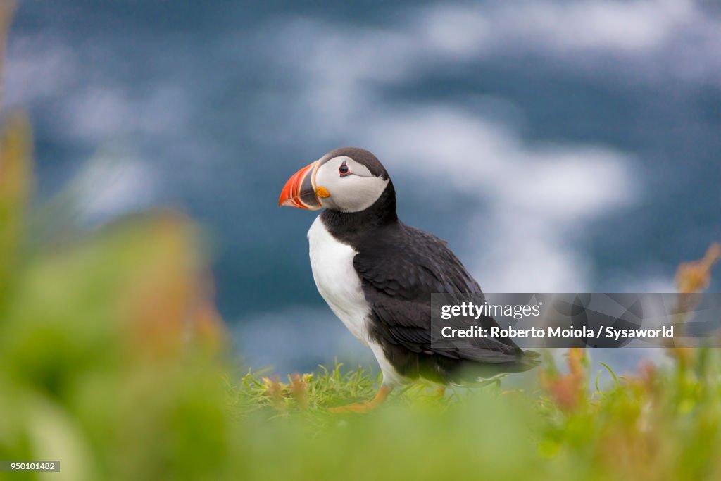 Atlantic puffin, Faroe Islands