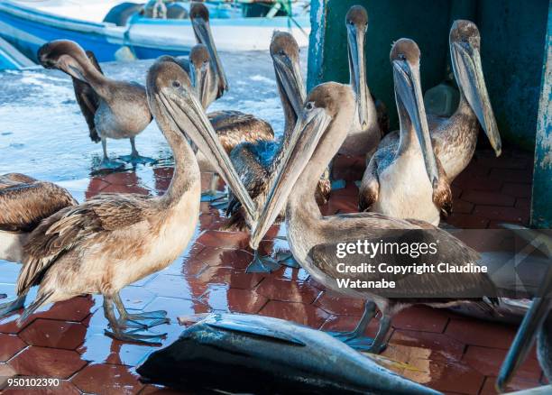 pelicans on the fish market - puerto ayora stock pictures, royalty-free photos & images