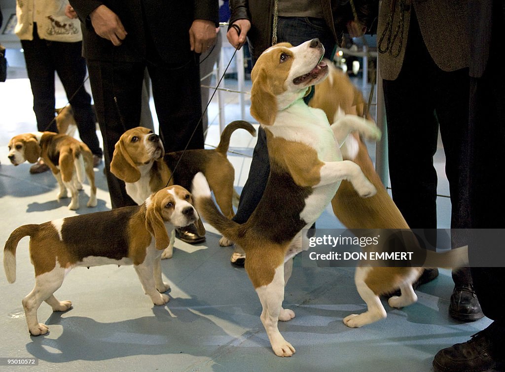 For Sale Northway Beagles Rabbit Hunting With Beagles In Nc Facebook