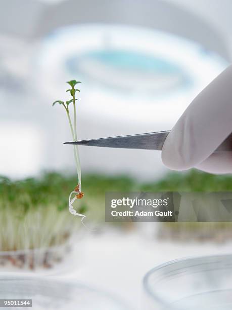 scientist lifting sprout from petri dish with tweezers - biochemistry stock-fotos und bilder