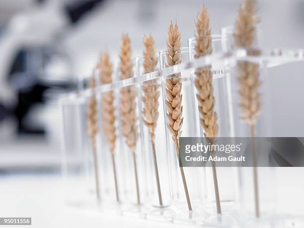 wheat in test tubes - gm stock pictures, royalty-free photos & images