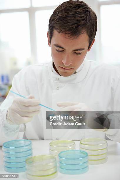 scientist working with petri dishes - adam gault stock pictures, royalty-free photos & images
