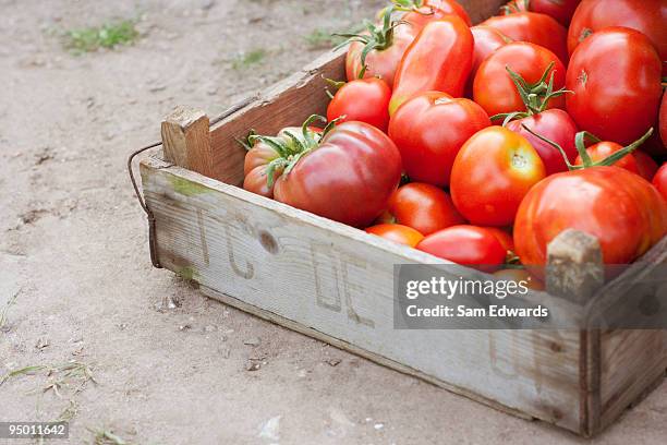 crate of organic tomatoes - crate stock pictures, royalty-free photos & images