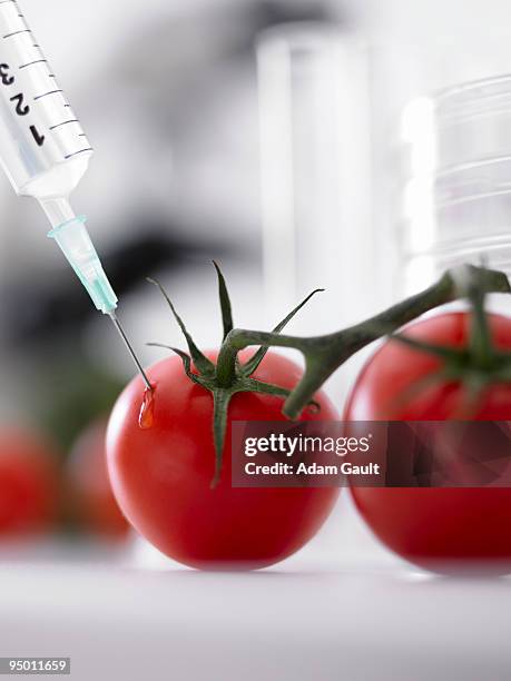 syringe injecting tomato - alimento genéticamente modificado fotografías e imágenes de stock