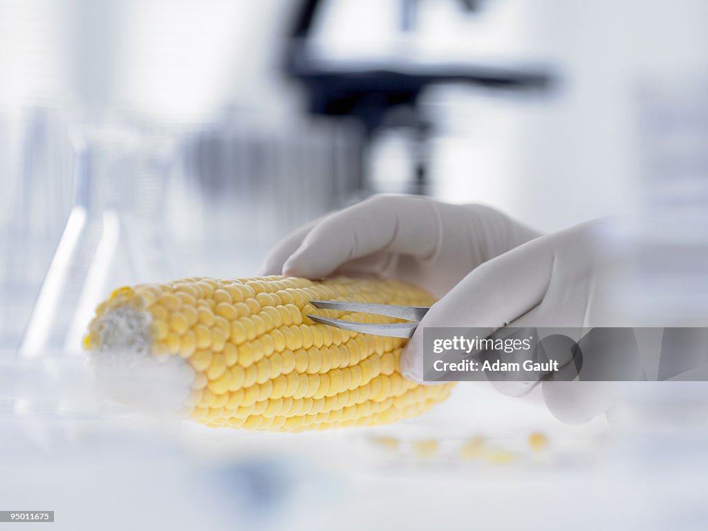 Scientist removing kernels from corn on the cob