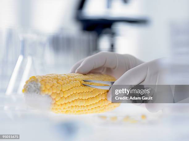 scientist removing kernels from corn on the cob - modificación genética fotografías e imágenes de stock