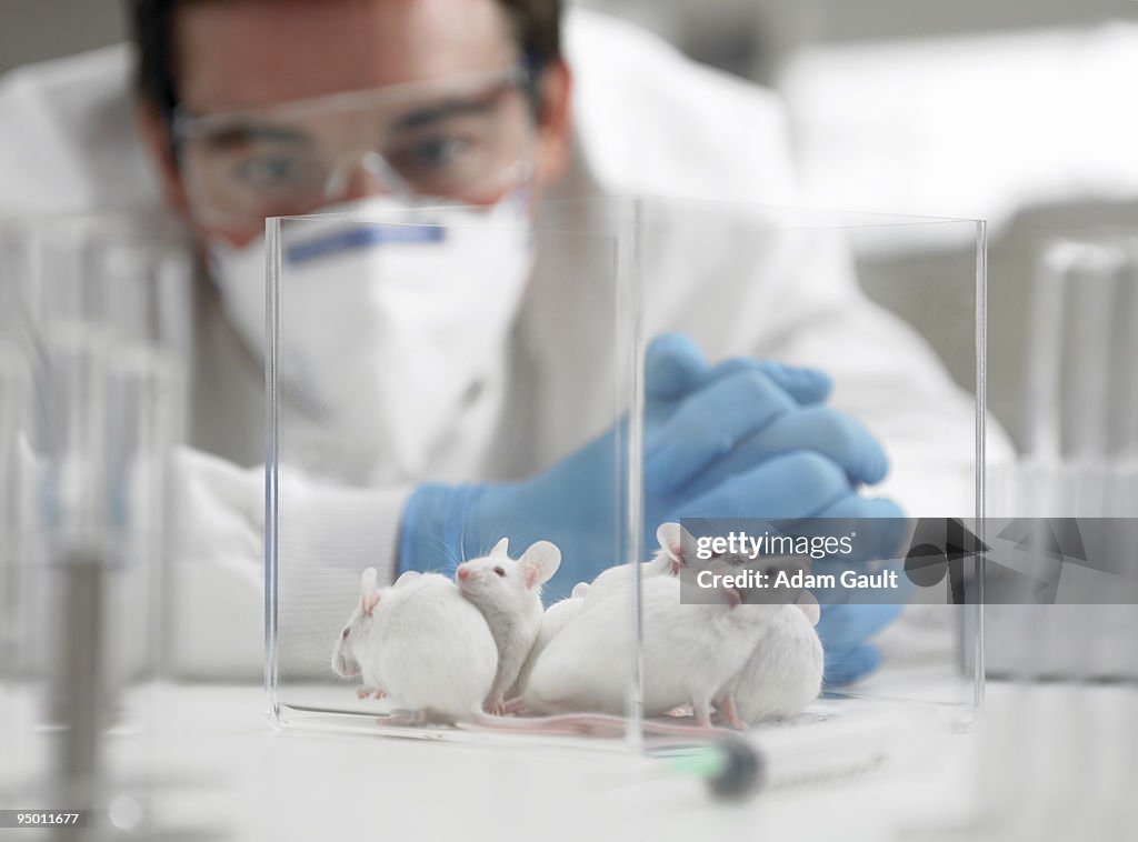 Scientist examining mice in laboratory