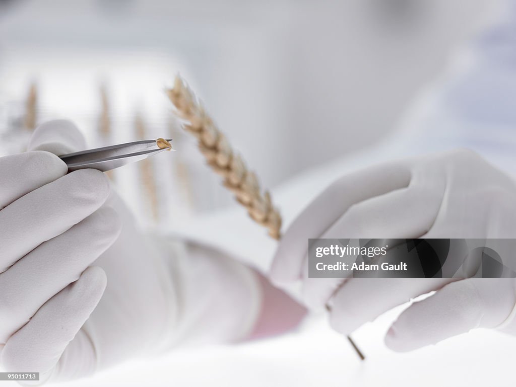 Scientist removing grain from wheat stem with tweezers