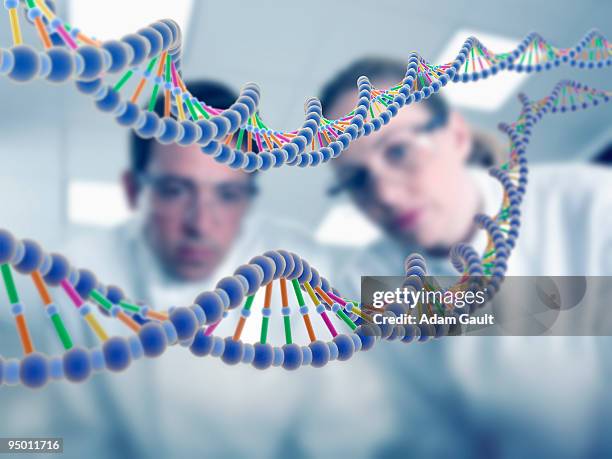 scientists looking at dna model - adn fotografías e imágenes de stock