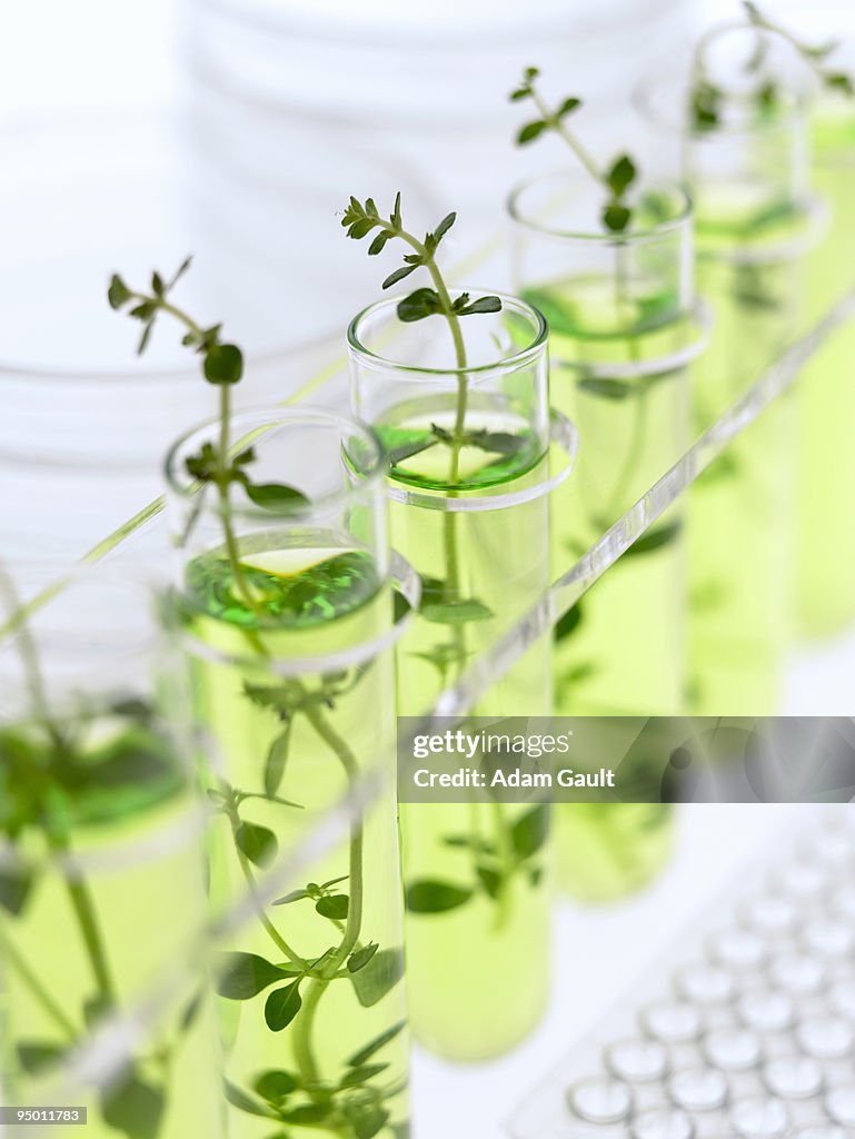 Seedlings growing in test tubes