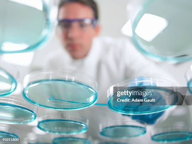 scientist working with petri dishes - labor chemie stock-fotos und bilder