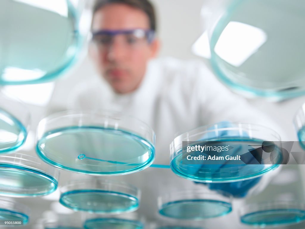 Scientist working with petri dishes