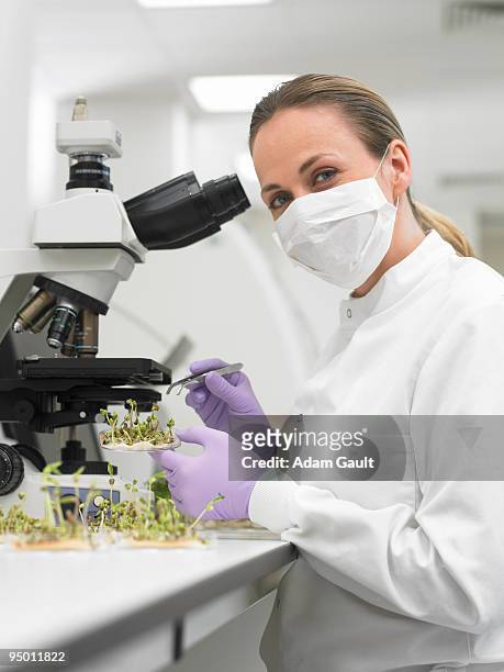scientist examining sprouts in petri dish with microscope - biologist stock pictures, royalty-free photos & images