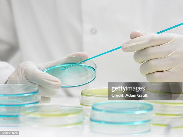 scientist scraping petri dish with inoculating loop - adam gault stock pictures, royalty-free photos & images