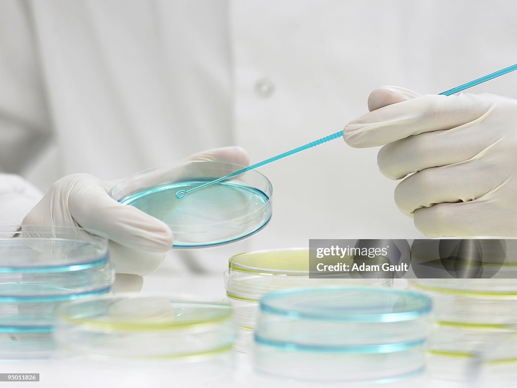 Scientist scraping petri dish with inoculating loop