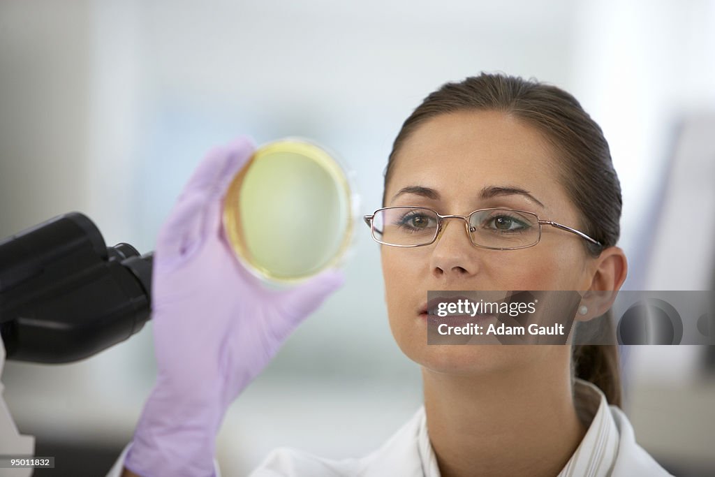 Scientist examining petri dish