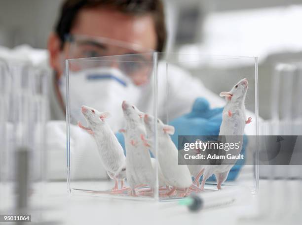 scientist watching mice in laboratory - gloves clasped hands ストックフォトと画像