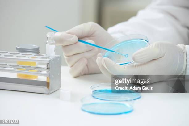 scientist scraping petri dish with inoculating loop - test tube rack stock pictures, royalty-free photos & images