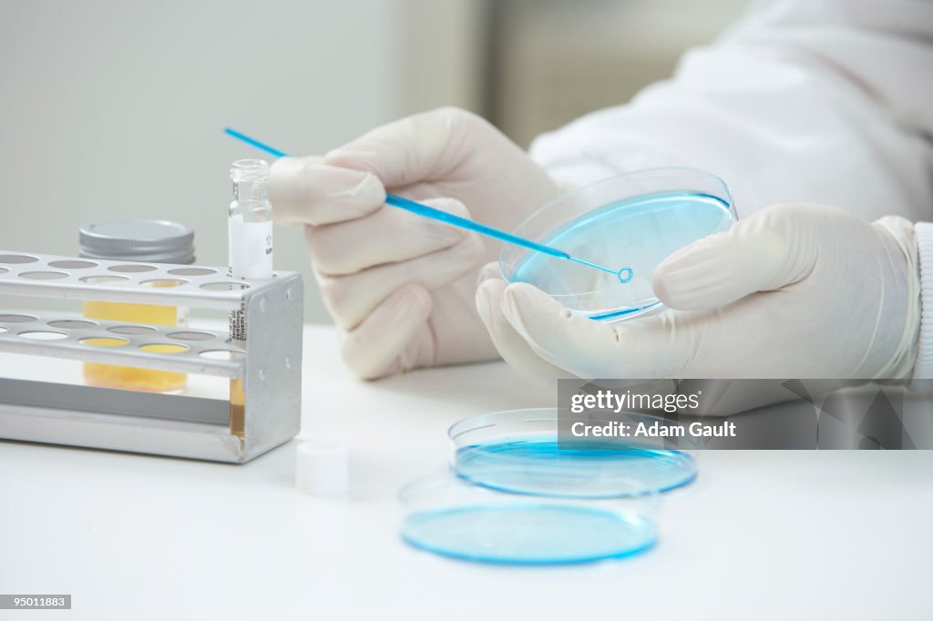 Scientist scraping petri dish with inoculating loop