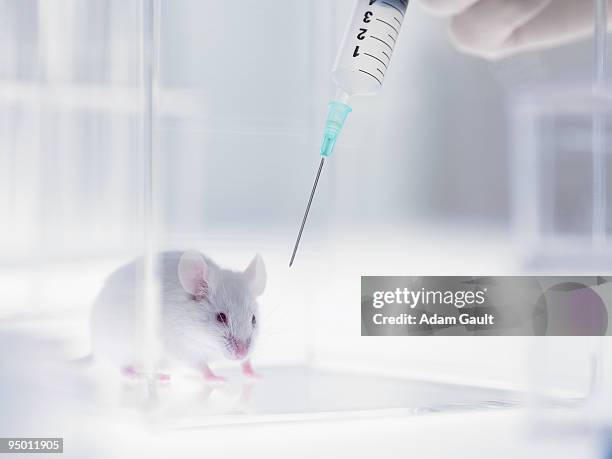 syringe above mouse in laboratory - animal cruelty stock pictures, royalty-free photos & images