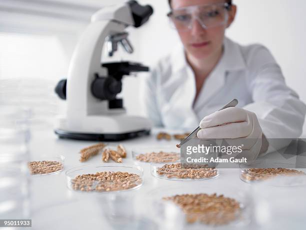 scientist examining wheat grains in petri dishes - prélèvement à tester photos et images de collection