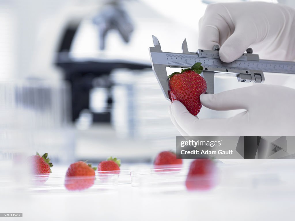 Scientist measuring strawberry with calipers