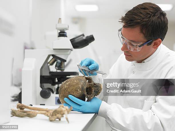 scientist examining skull with caliper - hueso humano fotografías e imágenes de stock