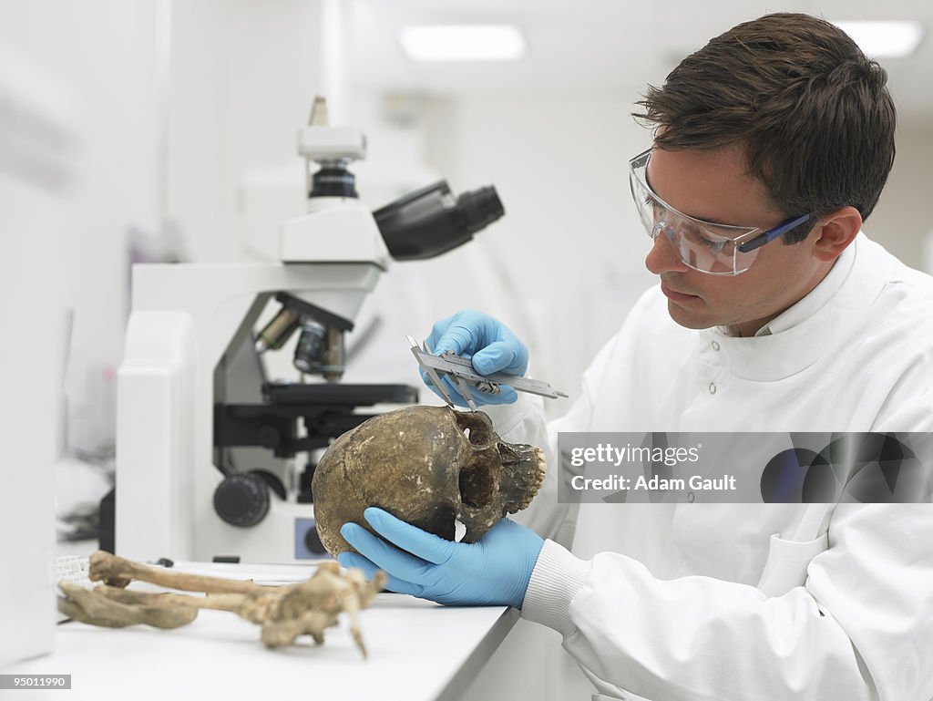 Scientist examining skull with caliper