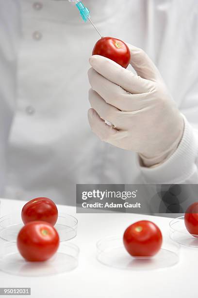 scientist injecting tomato - adam gault stock pictures, royalty-free photos & images