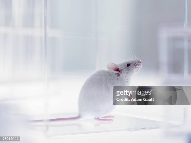 mouse looking up in laboratory - topo foto e immagini stock