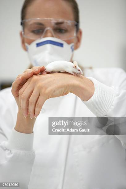 scientist holding mouse on hand - animal testing stock pictures, royalty-free photos & images