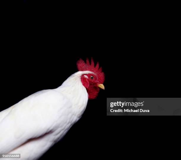 portrait of a chicken on black background - year of the rooster stock pictures, royalty-free photos & images