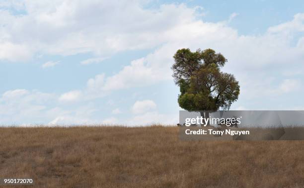 the herd of cow laying under the giant tree in the summer. - outback windmill bildbanksfoton och bilder