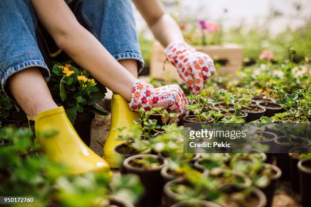 horticulture in practice - gardening glove stock pictures, royalty-free photos & images