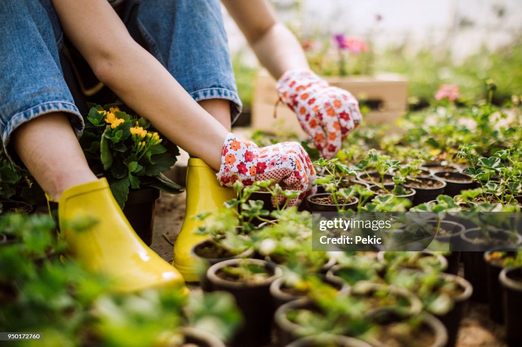 Horticulture In Practice