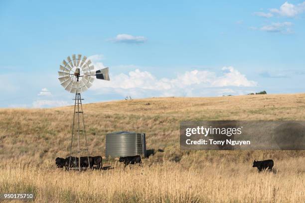 rural are with the herd of cow, traditional windmill, the background with hill and blue sky. - the karoo stock-fotos und bilder