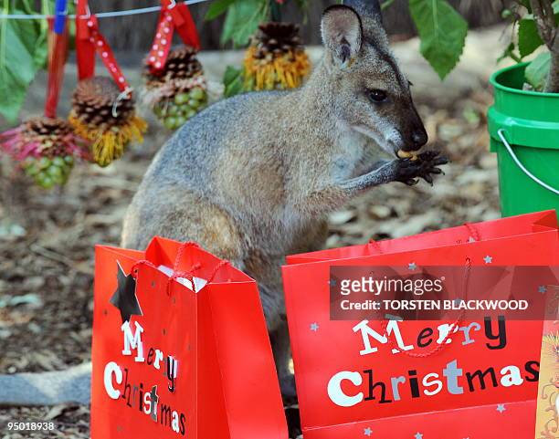Red-necked wallaby enjoys his edible Christmas treat in the native habitat exhibit at Taronga Zoo in Sydney on December 23, 2009. The Christmas...