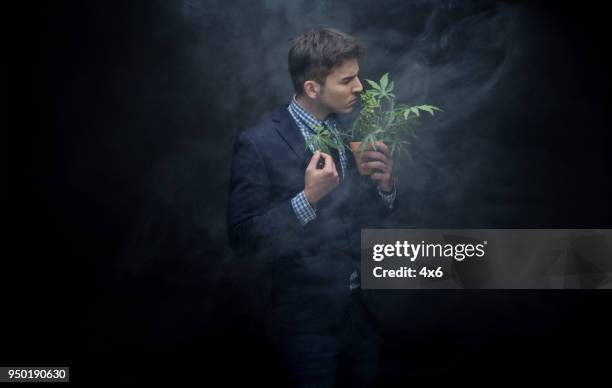 well dressed businessman marijuana plant in dense smoke - marijuana design imagens e fotografias de stock