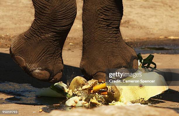 An elephant crushes a frozen festive food Christmas treat at Taronga Zoo on December 23, 2009 in Sydney, Australia. The Christmas-themed treats,...