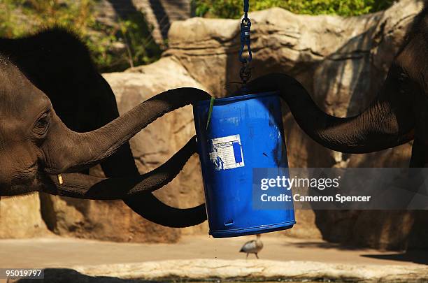 Elephants enjoy frozen festive food Christmas treats at Taronga Zoo on December 23, 2009 in Sydney, Australia. The Christmas-themed treats,...