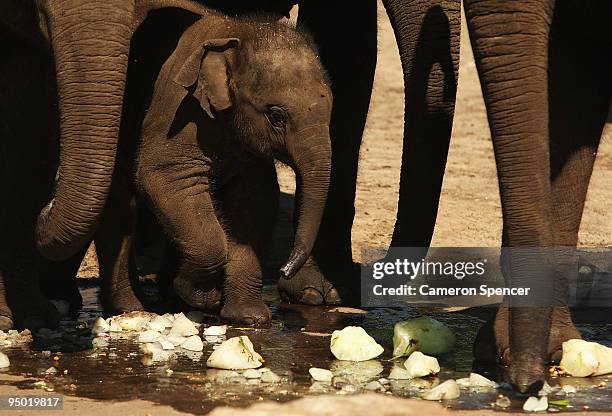 Elephant calf 'Luk Chai' celebrates his first christmas with frozen festive treats at Taronga Zoo on December 23, 2009 in Sydney, Australia. The...