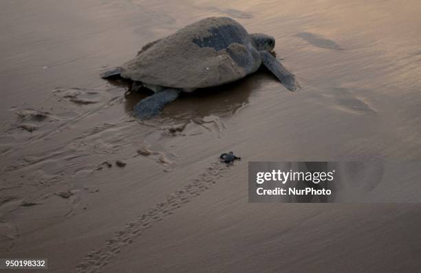 Newly hatching baby Olive Ridley turtles are seen at the Rushikulya river mouth beach as they crawl to enter into the Sea as mother Olive Ridley...
