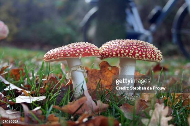 kissing toadstools - stephan de prouw stock-fotos und bilder