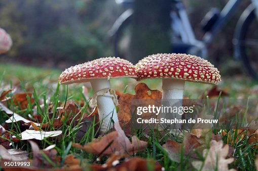 Kissing toadstools Kissing toadstools