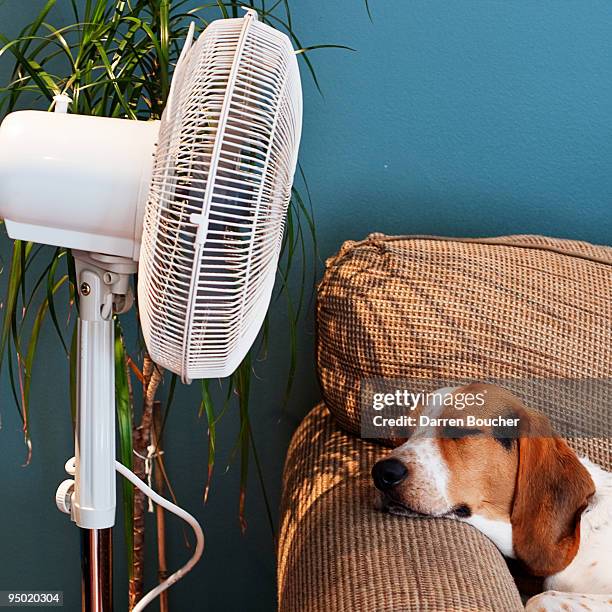 hound lies in front of fan - ventilateur électrique photos et images de collection
