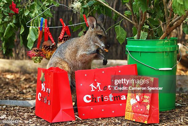 Wallaby enjoys a festive food Christmas treat at Taronga Zoo on December 23, 2009 in Sydney, Australia. The Christmas-themed treats, enrichment gifts...
