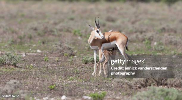 Springbok Rib Cage 127 Springbok Calf Stock Photos, High-Res Pictures, and Images - Getty ...