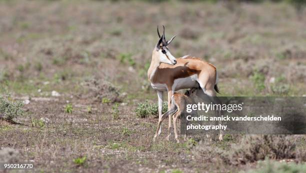 Springbok Rib Cage Springbok Calf Photos and Premium High Res Pictures - Getty Images