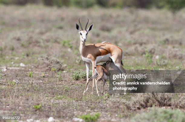 Springbok Rib Cage 127 Springbok Calf Stock Photos, High-Res Pictures, and Images - Getty ...